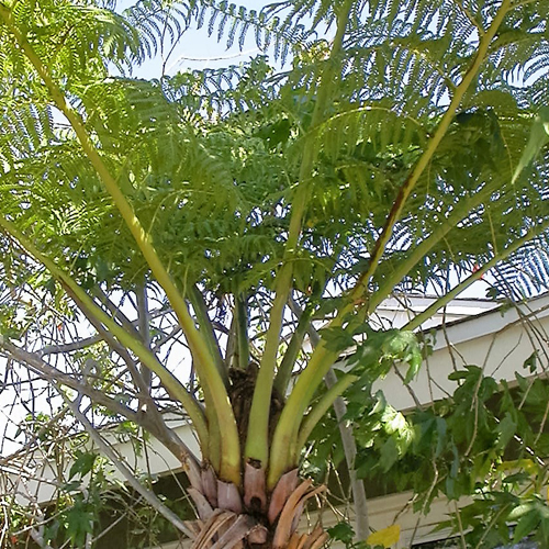 Cyathea atrox 